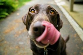 Специалисты предупредили о риске употребления шашлыка собаками