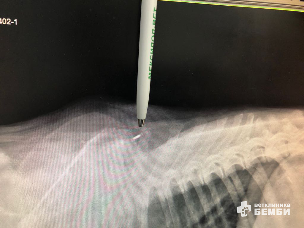 Чипирование животных – сайт ветклиники Бемби Чипирование животных – сайт ветклиники Бемби