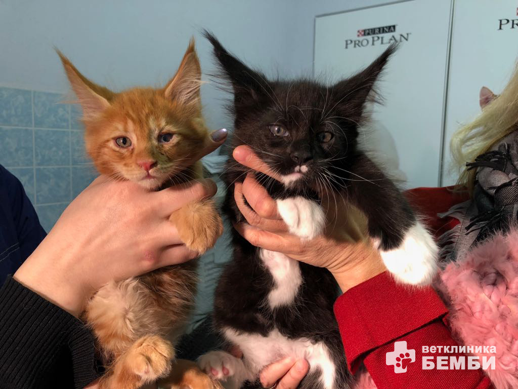 Процедурные услуги в ветеринарной клинике Бемби – фото 1 Процедурные услуги в ветеринарной клинике Бемби – фото 1