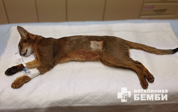 Стерилизация кошки – фото 1 Стерилизация кошки – фото 1