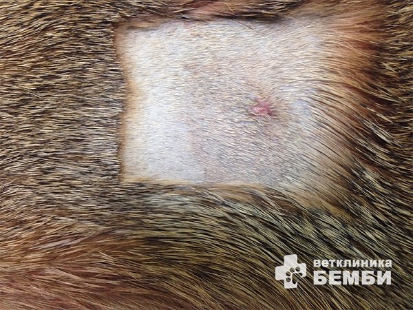 Швы после стерилизации кошки – фото 1 Швы после стерилизации кошки – фото 1