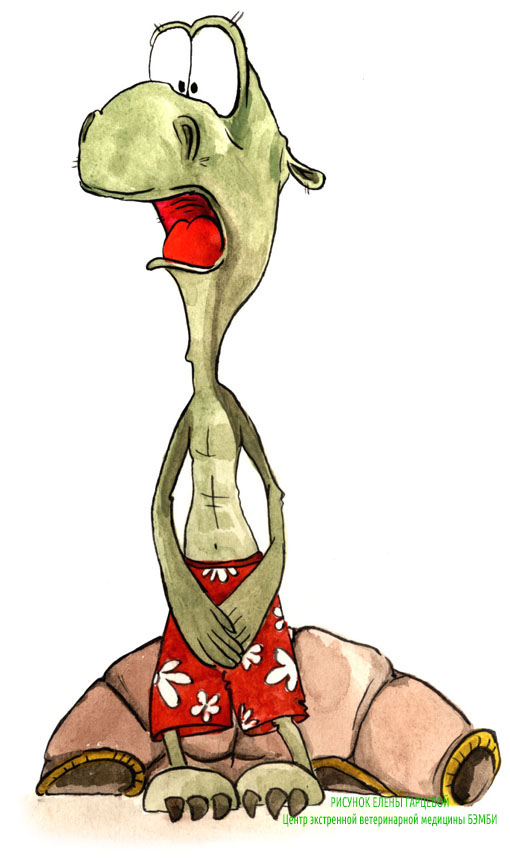 Процедурные услуги в ветеринарной клинике Бемби – фото 2 Процедурные услуги в ветеринарной клинике Бемби – фото 2