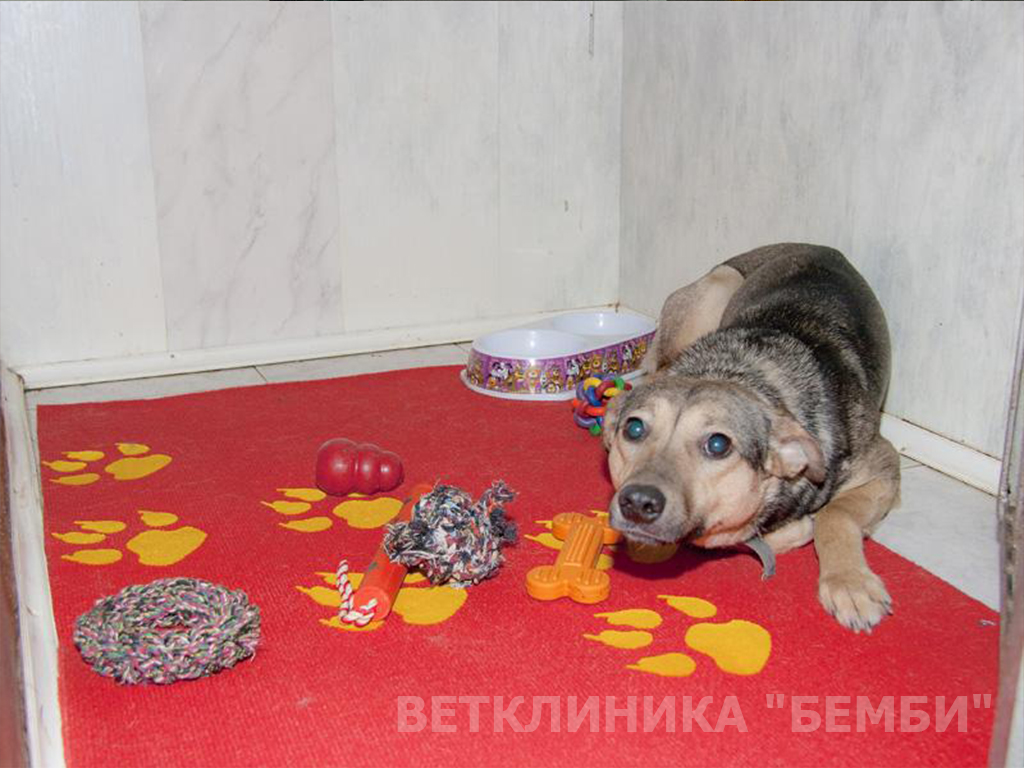 Стационар для животных: собака после операции Стационар для животных: кошка после операции