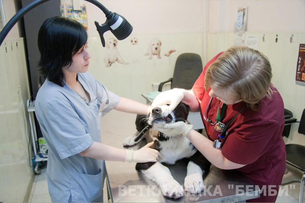 Собака на приеме у терапевта – фото 2 Собака на приеме у терапевта, осмотр