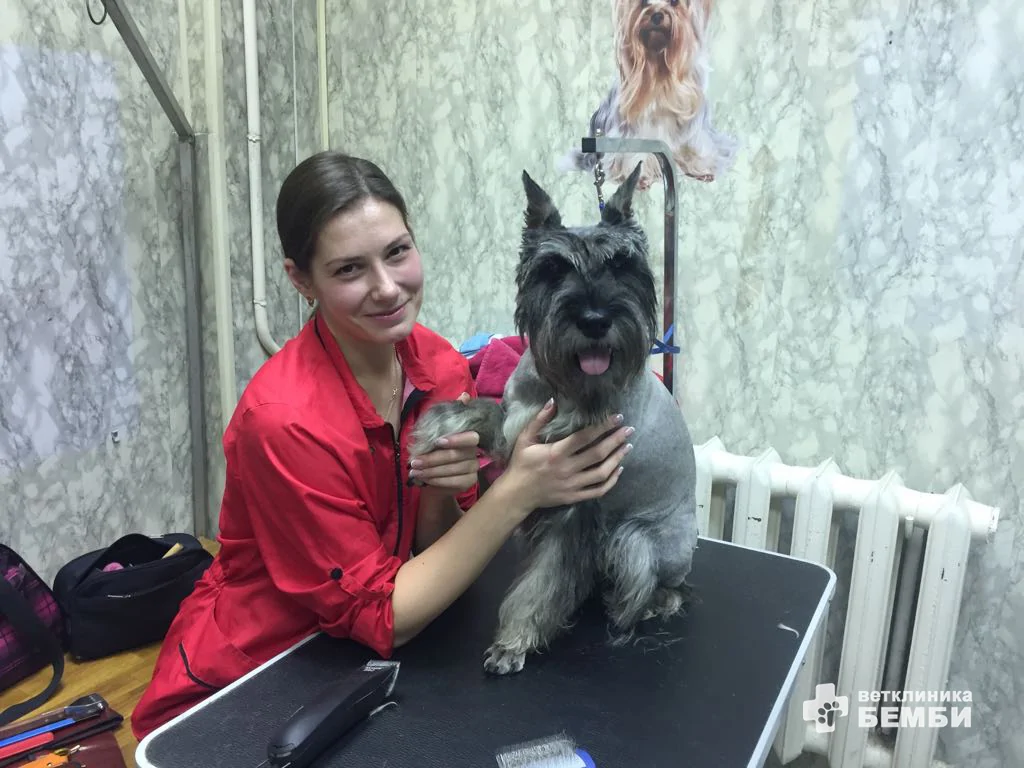 Мастер-грумер Мария Сергеевна Маева с собакой Мастер-грумер Мария Сергеевна Маева с собакой