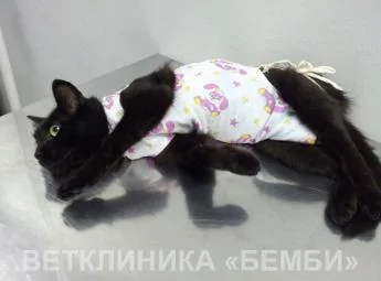 Услуги хирурга в ветеринарной клинике Бемби Услуги хирурга в ветеринарной клинике Бемби